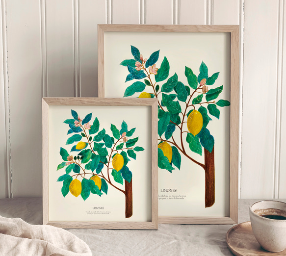 《植物図鑑/Limones(レモン)》インテリアポスター/絵画 272×242mm ※色紙サイズ (A4・A3に変更可) 2枚目の画像