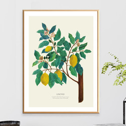 《植物図鑑/Limones(レモン)》インテリアポスター/絵画 272×242mm ※色紙サイズ (A4・A3に変更可) 4枚目の画像