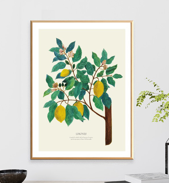 《植物図鑑/Limones(レモン)》インテリアポスター/絵画 272×242mm ※色紙サイズ (A4・A3に変更可) 4枚目の画像