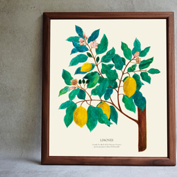 《植物図鑑/Limones(レモン)》インテリアポスター/絵画 272×242mm ※色紙サイズ (A4・A3に変更可) 6枚目の画像
