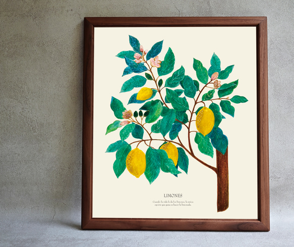 《植物図鑑/Limones(レモン)》インテリアポスター/絵画 272×242mm ※色紙サイズ (A4・A3に変更可) 6枚目の画像