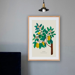 《植物図鑑/Limones(レモン)》インテリアポスター/絵画 272×242mm ※色紙サイズ (A4・A3に変更可) 9枚目の画像