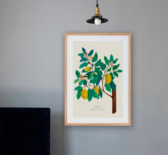 《植物図鑑/Limones(レモン)》インテリアポスター/絵画 272×242mm ※色紙サイズ (A4・A3に変更可) 9枚目の画像