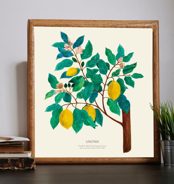 《植物図鑑/Limones(レモン)》インテリアポスター/絵画 272×242mm ※色紙サイズ (A4・A3に変更可) 1枚目の画像
