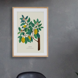 《植物図鑑/Limones(レモン)》インテリアポスター/絵画 272×242mm ※色紙サイズ (A4・A3に変更可) 8枚目の画像