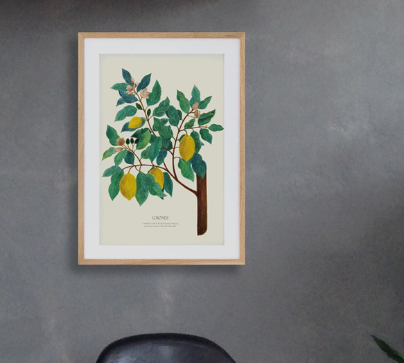 《植物図鑑/Limones(レモン)》インテリアポスター/絵画 272×242mm ※色紙サイズ (A4・A3に変更可) 8枚目の画像