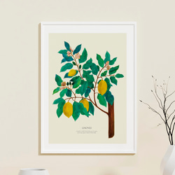 《植物図鑑/Limones(レモン)》インテリアポスター/絵画 272×242mm ※色紙サイズ (A4・A3に変更可) 12枚目の画像