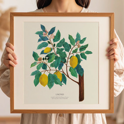 《植物図鑑/Limones(レモン)》インテリアポスター/絵画 272×242mm ※色紙サイズ (A4・A3に変更可) 3枚目の画像