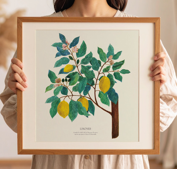 《植物図鑑/Limones(レモン)》インテリアポスター/絵画 272×242mm ※色紙サイズ (A4・A3に変更可) 3枚目の画像