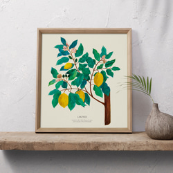 《植物図鑑/Limones(レモン)》インテリアポスター/絵画 272×242mm ※色紙サイズ (A4・A3に変更可) 5枚目の画像