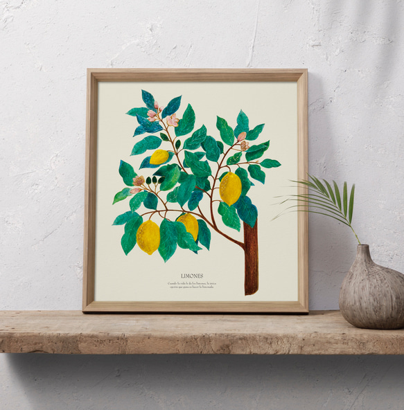 《植物図鑑/Limones(レモン)》インテリアポスター/絵画 272×242mm ※色紙サイズ (A4・A3に変更可) 5枚目の画像