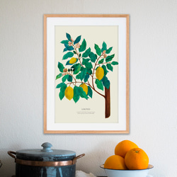《植物図鑑/Limones(レモン)》インテリアポスター/絵画 272×242mm ※色紙サイズ (A4・A3に変更可) 10枚目の画像