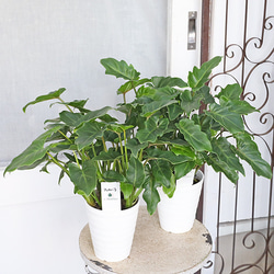 観葉植物 斑入り ドラセナ コンパクタ ホワイト 7号 高さ60cm 植木