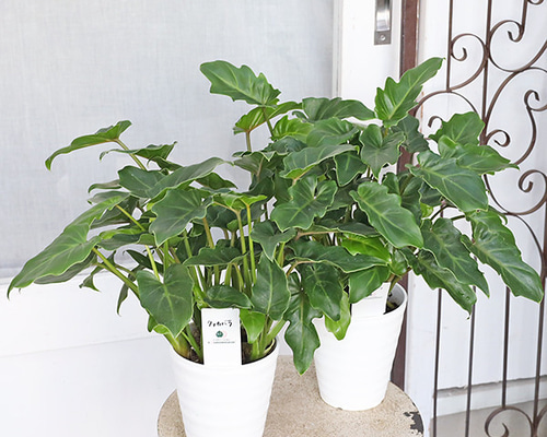 観葉植物 クッカバラ フィロデンドロン 4号 多年草 半日陰 室内 人気