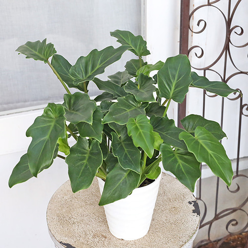 観葉植物 クッカバラ フィロデンドロン 4号 多年草 半日陰 室内 人気