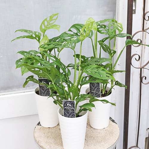 観葉植物 モンステラ ラニアータ 3.5号 多年草 半日陰 室内 人気