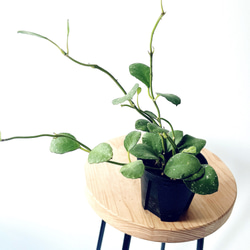 【一点限定】ドラセナ ヴィクトリア Lサイズ 透き通るような美しさ 観葉植物 一点限定】ドラセナ ヴィクトリア Lサイズ 透き通るような美しさ