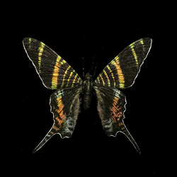 アレクサンドラトリバネアゲハ(14.5cm) | 精密レプリカ | 蝶標本