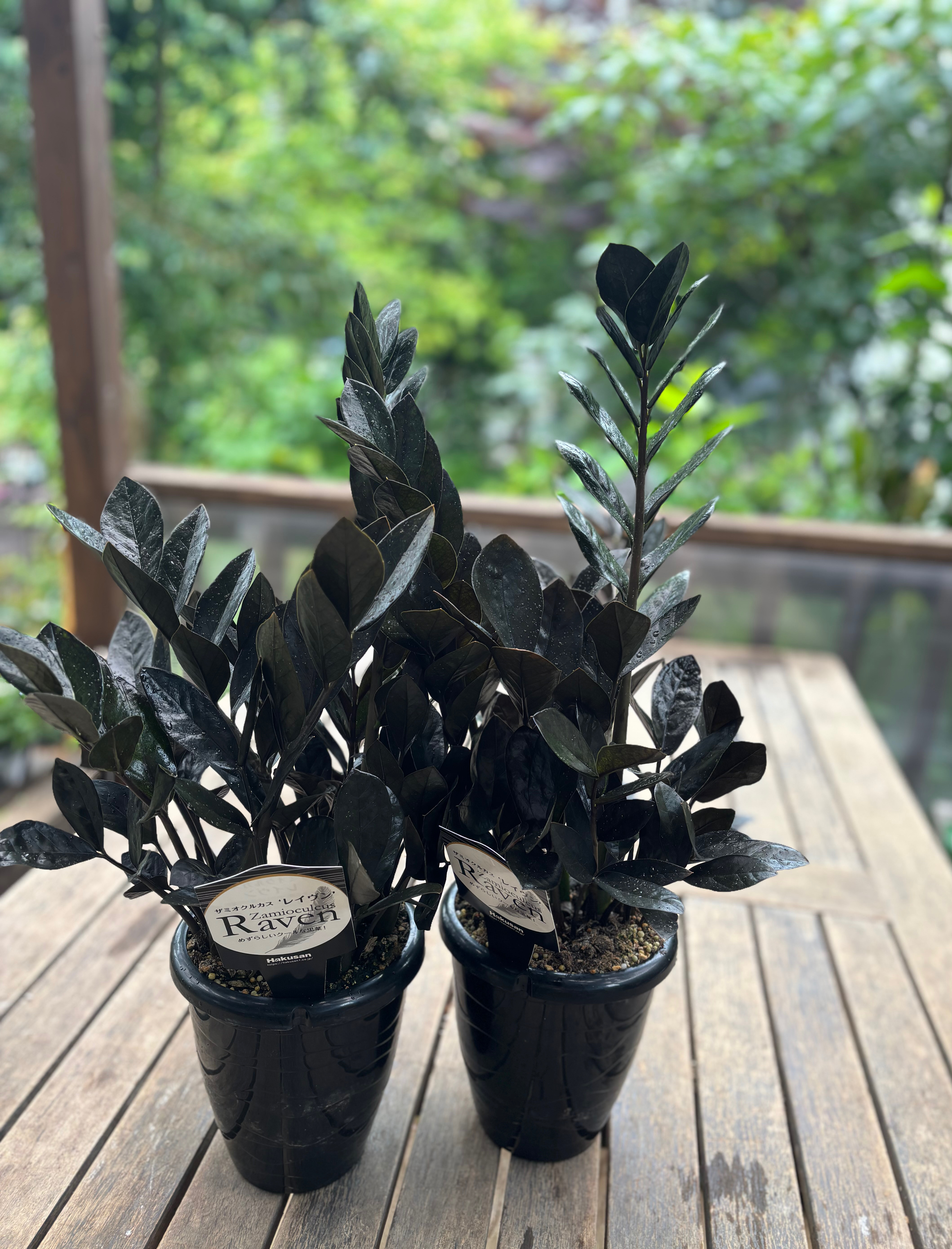 ザミオクルカスレイヴン　斑入り　大葉