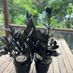 ザミオクルカス「レイヴン」5号大苗 美しい黒葉が魅力的 その他素材