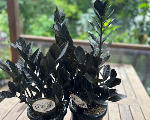 a077fa6cf97e054711b4a537e90595