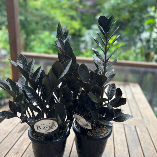 a*i様 ザミオクルカスレイヴン　1メートル以上　10号サイズ　超大型　超希少 a*i様 ザミオクルカスレイヴン 1メートル以上 10号サイズ 超大型 超