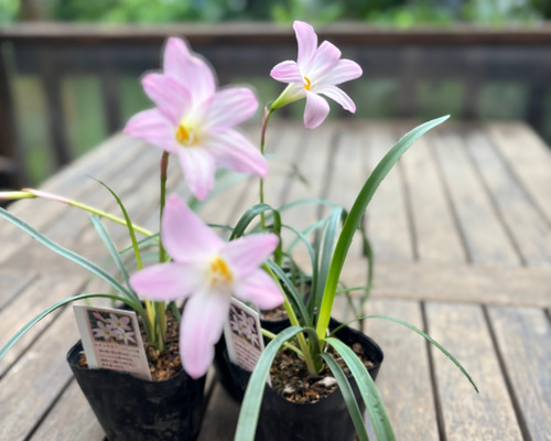 リフレ様 花苗 ピンク色／白色 450根 仕分け無し リフレ様 花苗 ピンク