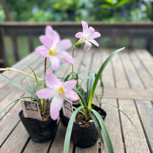 ❀ご購入前にコメントお願い致します❀　バラ　苗　ピンク2200 ❀ご購入前にコメントお願い致します❀ バラ 苗 ピンク2200