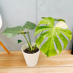 現品　キンコウボク　金厚朴　希少　24番　観葉植物　植木　インテリアグリーン 現品 キンコウボク 金厚朴 希少 24番 観葉植物 植木 インテリア