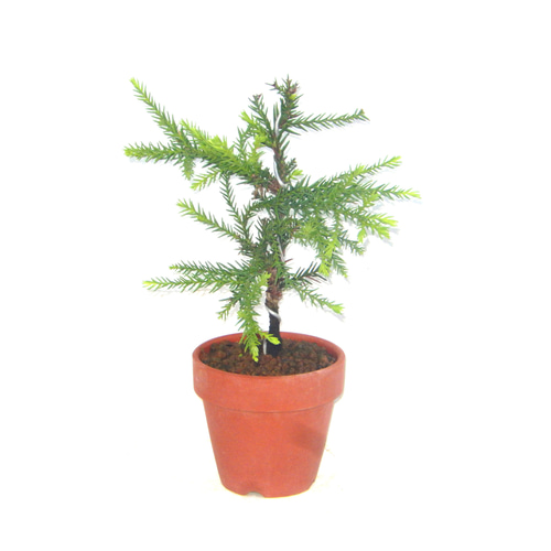 屋久島杉 ヤクシマスギ やくしますぎ ミニ盆栽 小品盆栽 盆栽 green