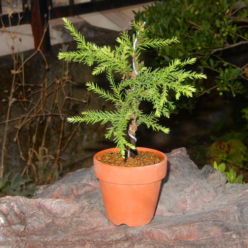 屋久島杉 ヤクシマスギ やくしますぎ ミニ盆栽 小品盆栽 盆栽 green