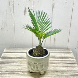 実付き！！ 極斑入り♡ 株立ち！万年青 オモト 宝船おもと その他