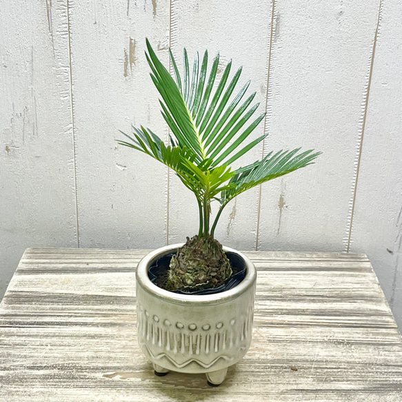 ミニソテツ｜ぷっくり幹が可愛い南国ムードの観葉植物｜脚付き