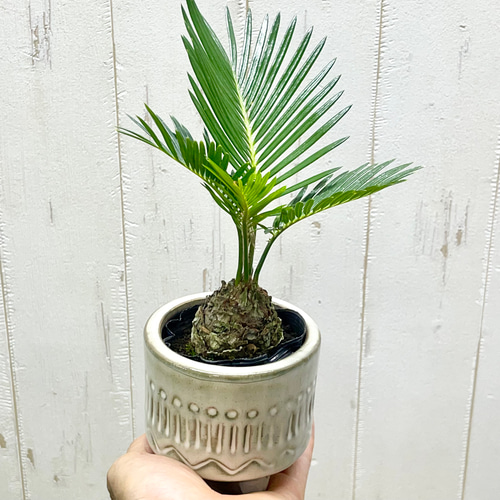 ミニソテツ｜ぷっくり幹が可愛い南国ムードの観葉植物｜脚付き