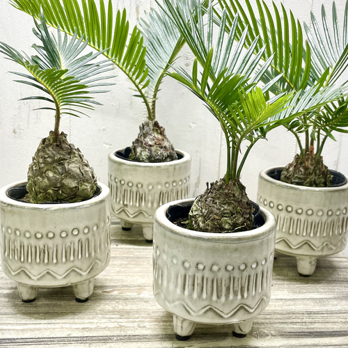 存在感たっぷり 南国の雰囲気 ソテツ 存在感たっぷり 南国の雰囲気 ソテツ 256 葉高40cm位 蘇鉄 リゾート