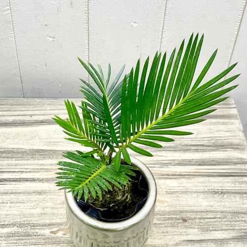 ミニソテツ｜ぷっくり幹が可愛い南国ムードの観葉植物｜脚付き