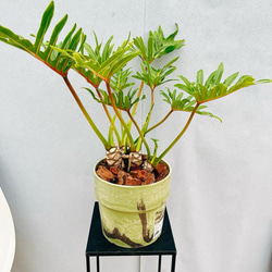 現品］2番 モンステラ デリシオーサ 幹立ち 7号 観葉植物 室内