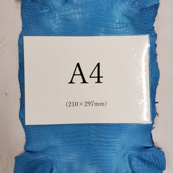 ワニ革  クロコ　半艶マット  スカイブルー No.C008603 8枚目の画像