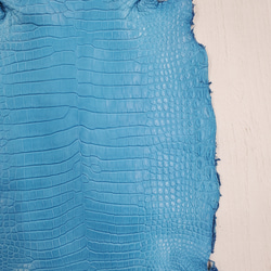 ワニ革  クロコ 半艶マット  スカイブルー No.C008604 13枚目の画像