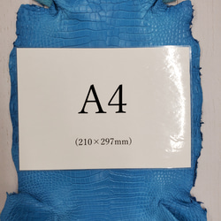 ワニ革  クロコ 半艶マット  スカイブルー No.C008604 8枚目の画像