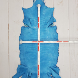 ワニ革  クロコ 半艶マット  スカイブルー No.C008604 6枚目の画像