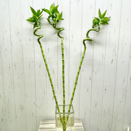 Swarovski ミリオンバンブー スワロフスキー置物・アクセサリー専門店 ☆プラネタリウム☆