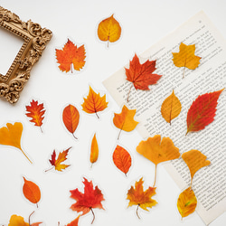 コラージュ素材 全6種 Broken Flower マテリアルペーパー ペーパー素材 紙もの