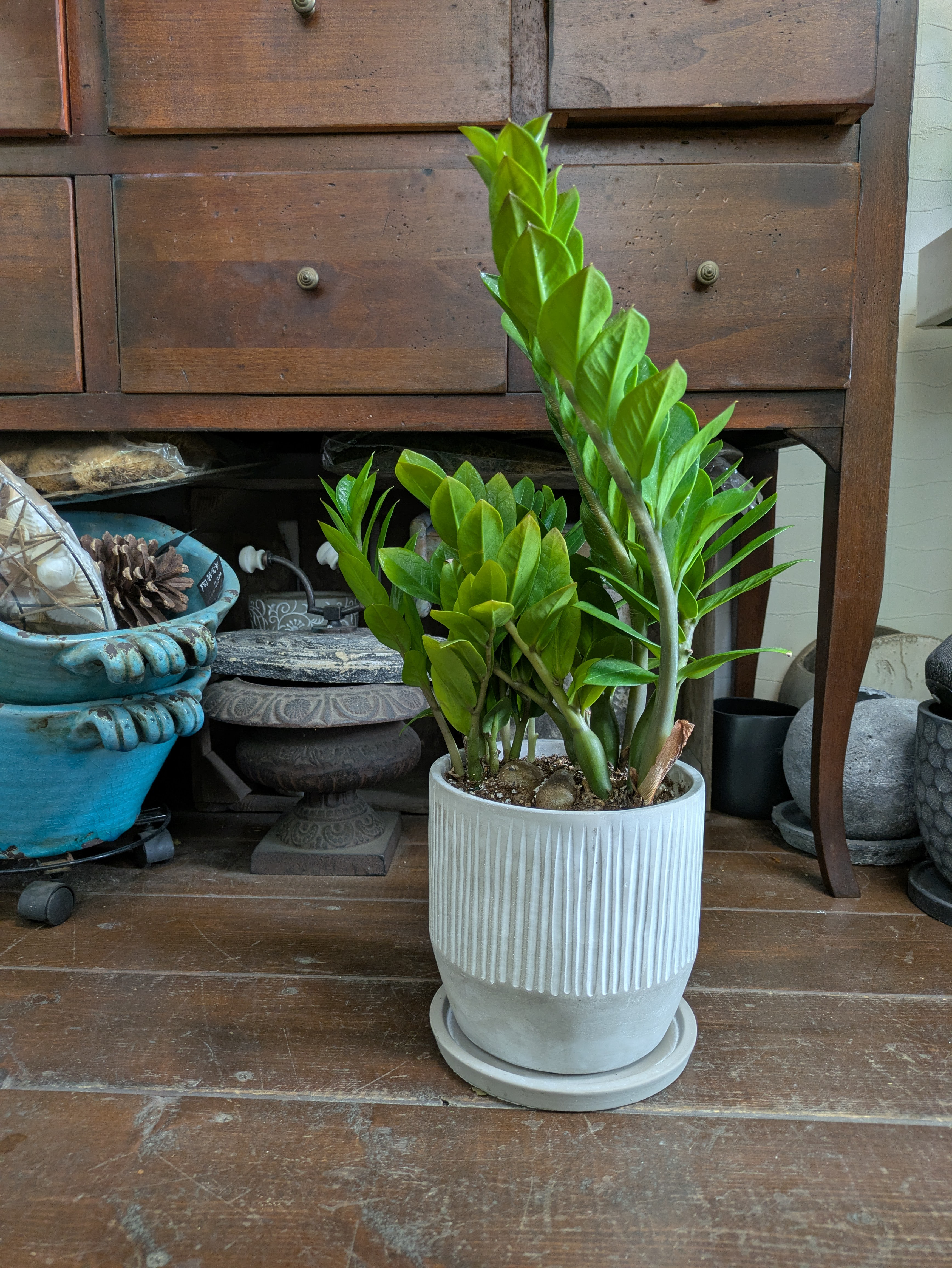 オフィスのひと時　育てやすいグリーン　ザミオクルカス　　全国配送はお休み中。