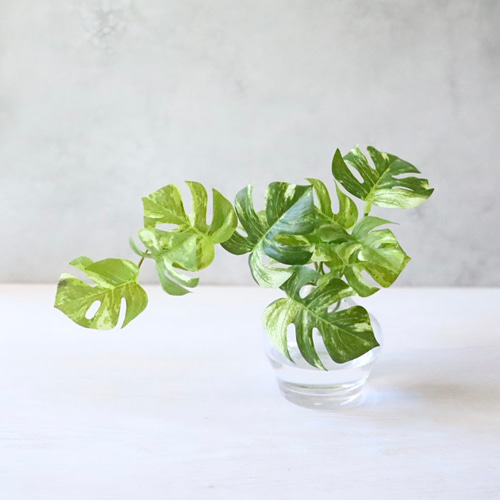 【モンステラ】【ミニモンステラ蔓】【フェイクグリーン】【インテリアグリーン】 ミニモンステラ - フェイクグリーン専用通販サイト – フェイク