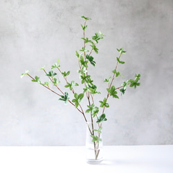 ウォールムバンクシア アエムラ 鉢植え ネイティブフラワー ロック