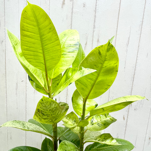 株立ち株 希少 フィカス エラスティカ ジン その他インテリア雑貨