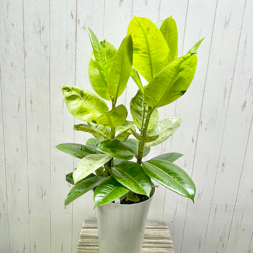 フィカス ジン 3 ファイバー鉢 お皿付き フィカス ジン ファイバー鉢 お皿付き フィカス：ジン 3号鉢入り