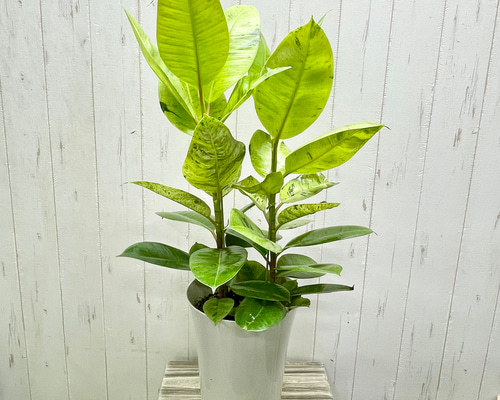 フィカス　エラスティカ　ジン　希少　送料無料 楽天市場】フィカス・エラスティカ・ジン 7号 観葉植物 鉢植え