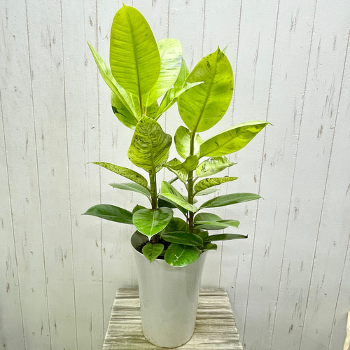 フィカス　エラスティカ　ジン　希少　送料無料 楽天市場】フィカス・エラスティカ・ジン 7号 観葉植物 鉢植え 希少種